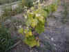 sud15.jpg (42839 octets)